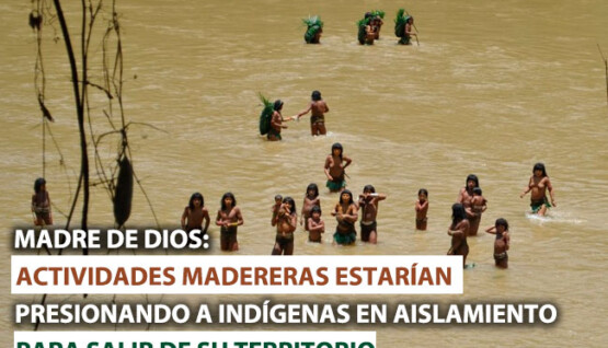 Actividades-madereras-presionan-a-indigenas-para-salir-de-su-territorio