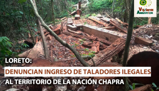 Taladores-ilegales